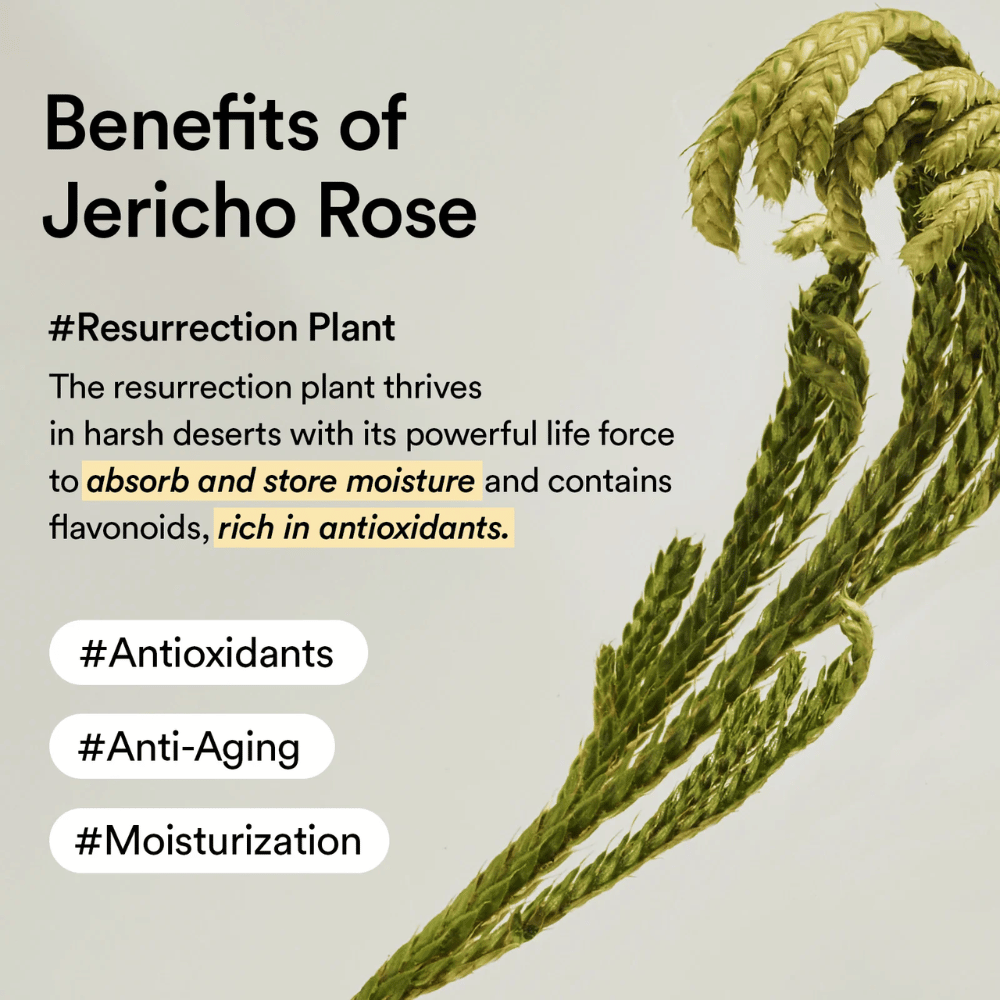 Το φυτό Jericho Rose – μια φυσική πηγή αντιοξειδωτικών και υγρασίας. Βοηθά το δέρμα να διατηρήσει την ελαστικότητα και να αντισταθεί στα σημάδια γήρανσης.